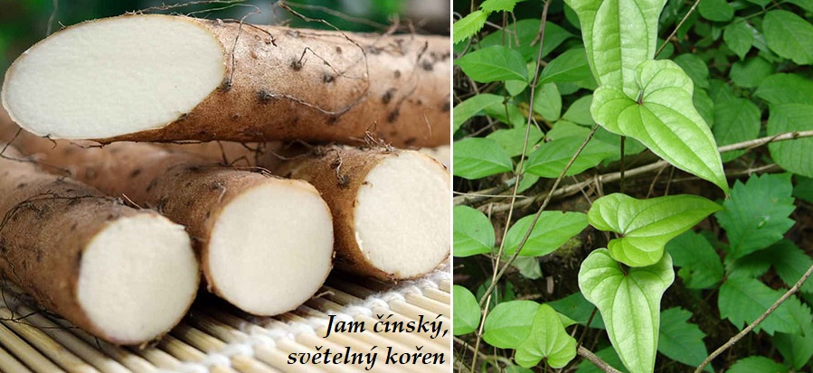 Jam čínský, světelný kořen - účinky na zdraví, co léčí, použití, užívání, využití