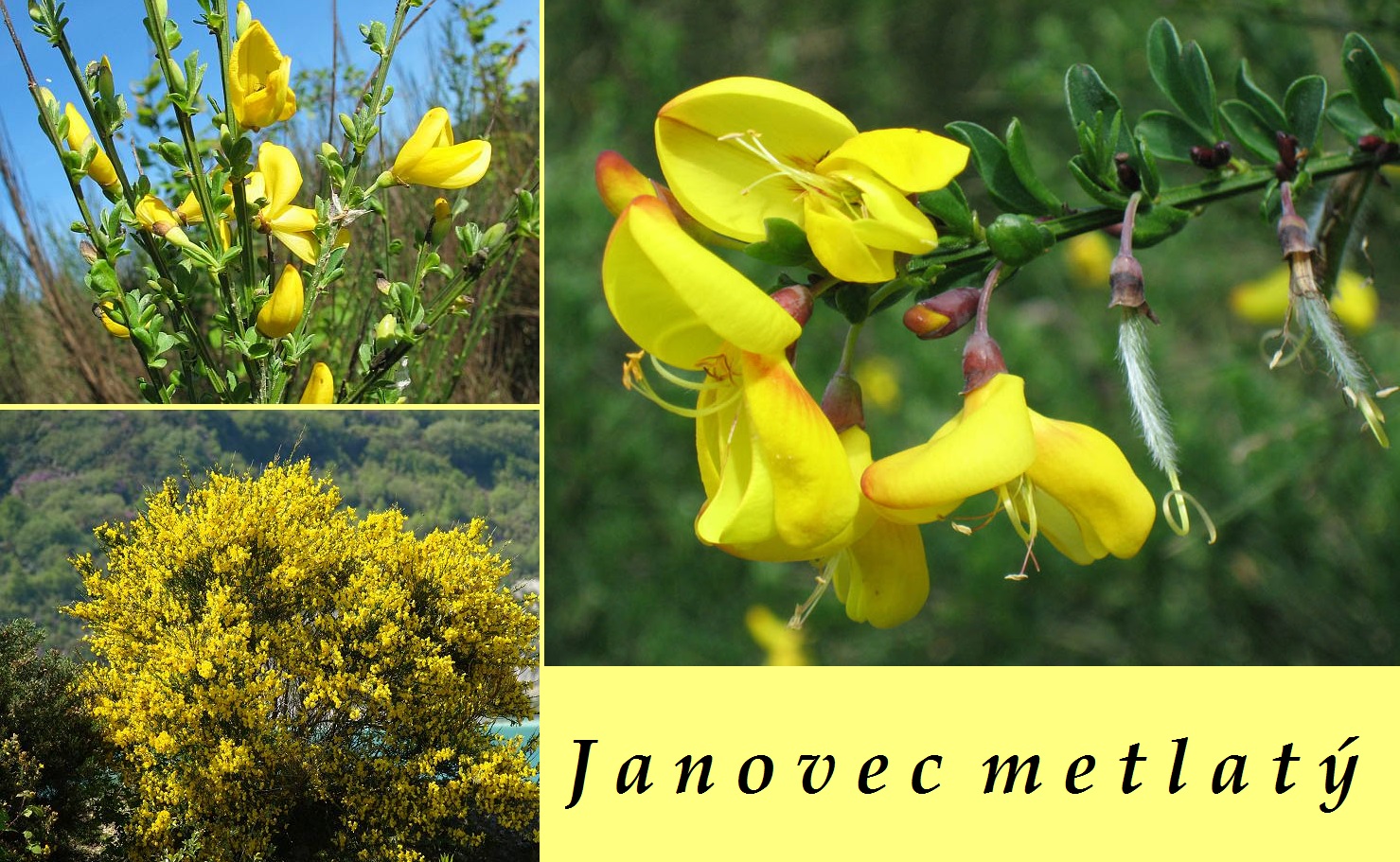 Janovec metlatý, čilimník - účinky, co léčí, použití, užívání, využití pro zdraví