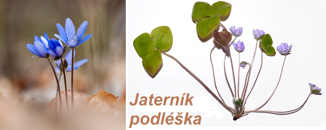 Jaterník podléška - účinky na zdraví, co léčí, použití, užívání, využití, využití
