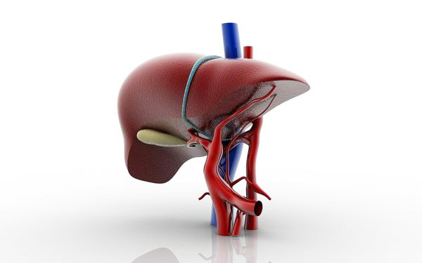 Játra, nemoci jater, zánět jater - byliny, bylinky, babské rady, čaje, tinktury, čerstvé šťávy