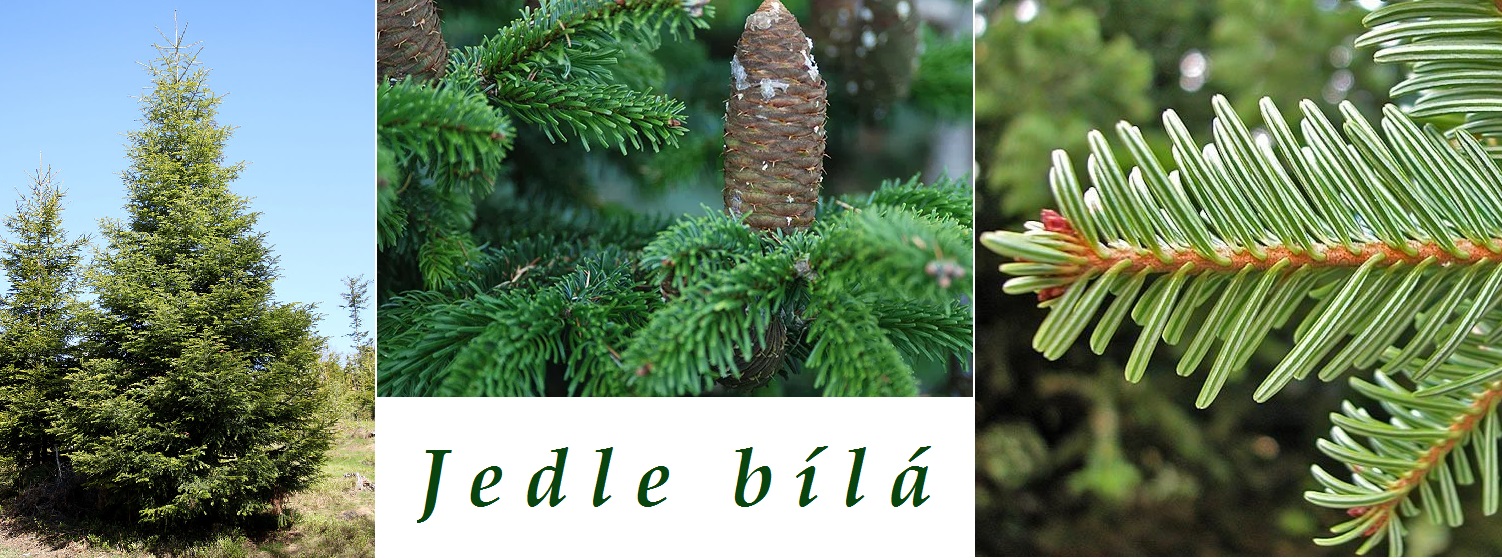 Jedle - účinky na zdraví, co léčí, použití, užívání, využití, co sbíráme, pěstování