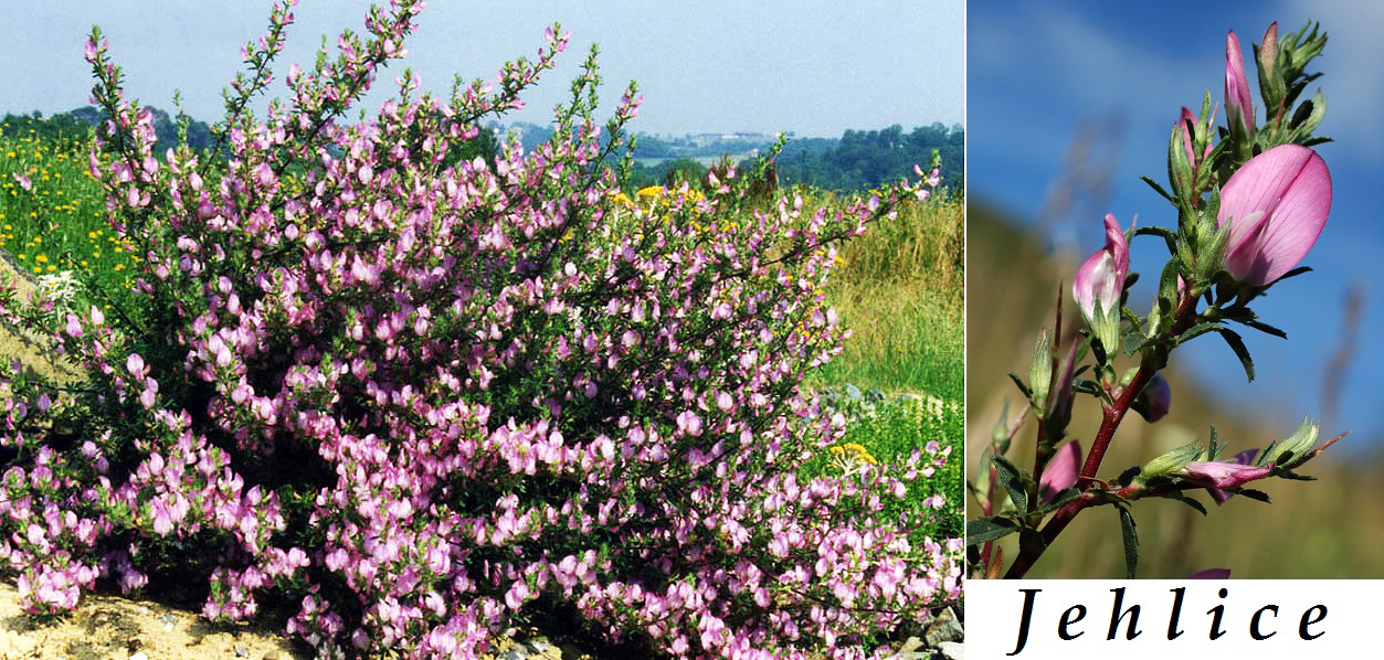 Jehlice trnitá - účinky na zdraví, co léčí, použití, užívání, využití