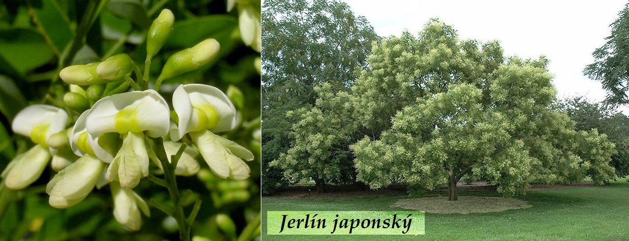 Jerlín japonský - účinky na zdraví, co léčí, použití, užívání, využití
