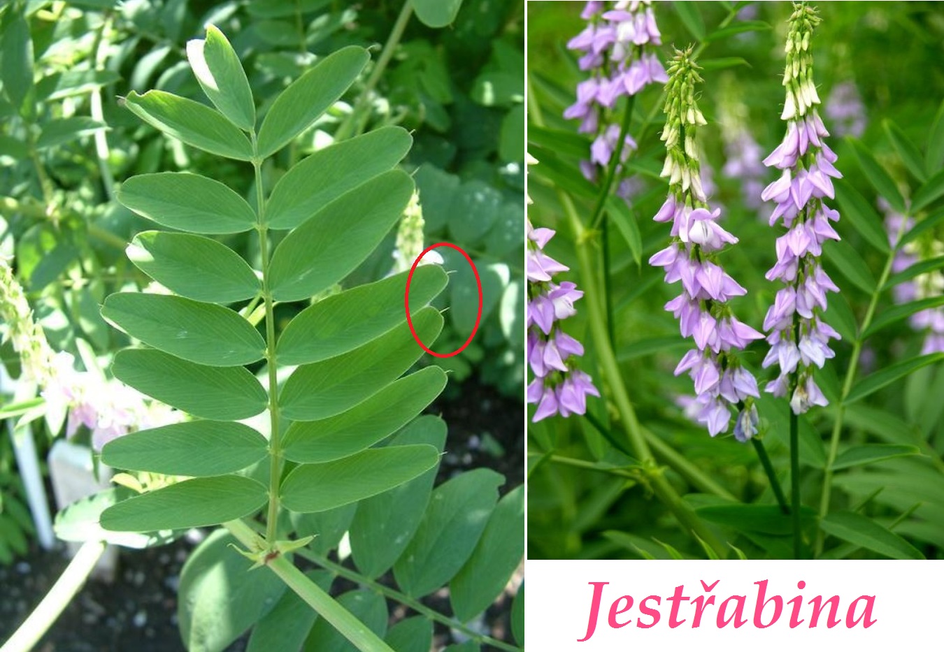 Jestřabina - účinky na zdraví, co léčí, použití, užívání, využití