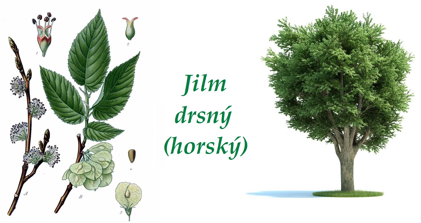 Jilm drsný (horský) - účinky na zdraví, co léčí, použití, užívání, využití