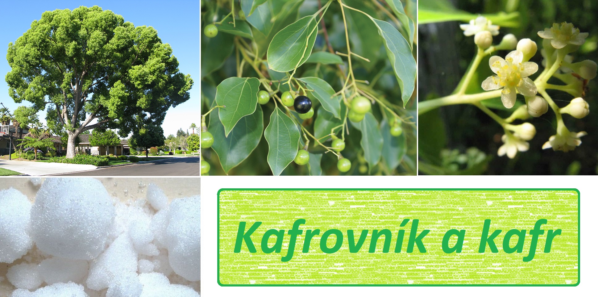Kafrovník, kafr -  účinky, co léčí, použití, užívání, využití pro zdraví, pěstování, dávkování, pěstování