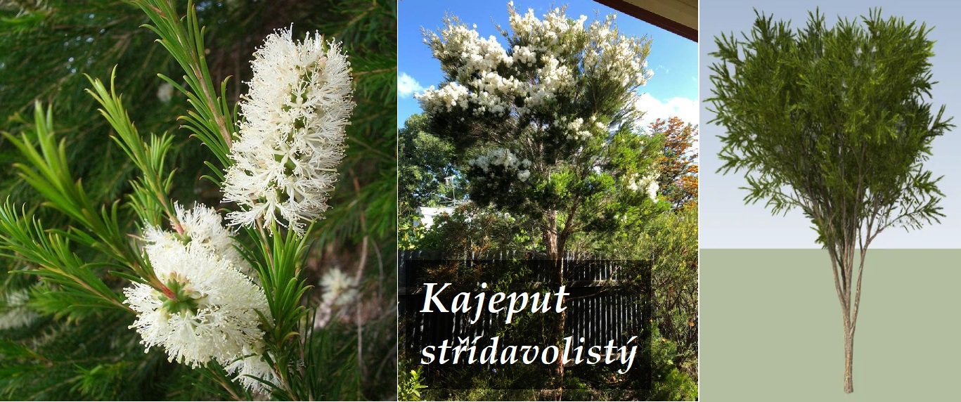 Kajeput střídavolistý a tea tree oil - účinky na zdraví, co léčí, použití, užívání, využití, pěstování