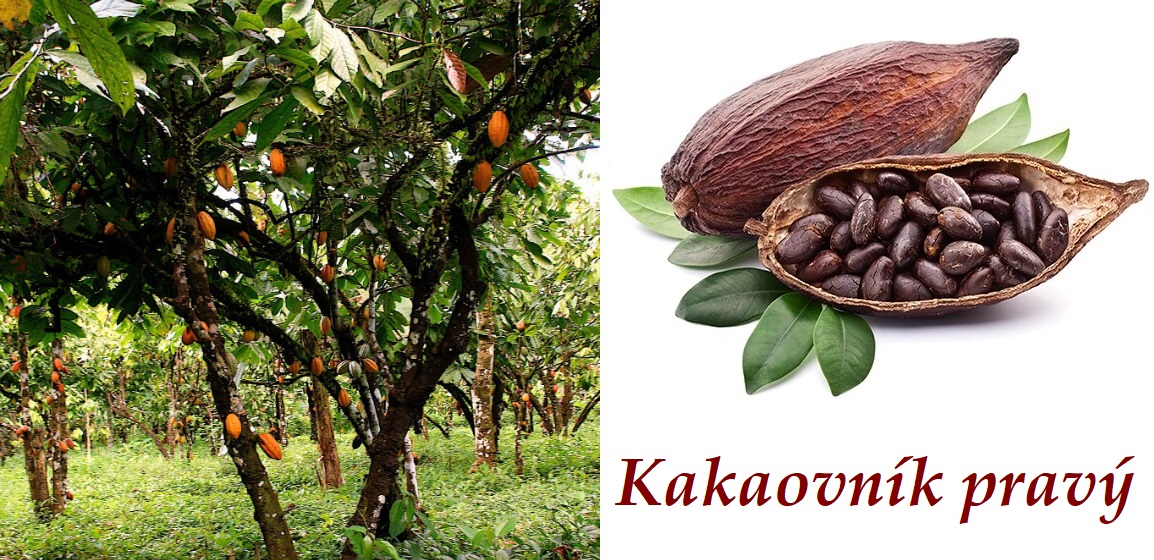 Kakao, kakaovník pravý - účinky na zdraví, co léčí, použití, užívání, využití, dávkování, co sbíráme, pěstování