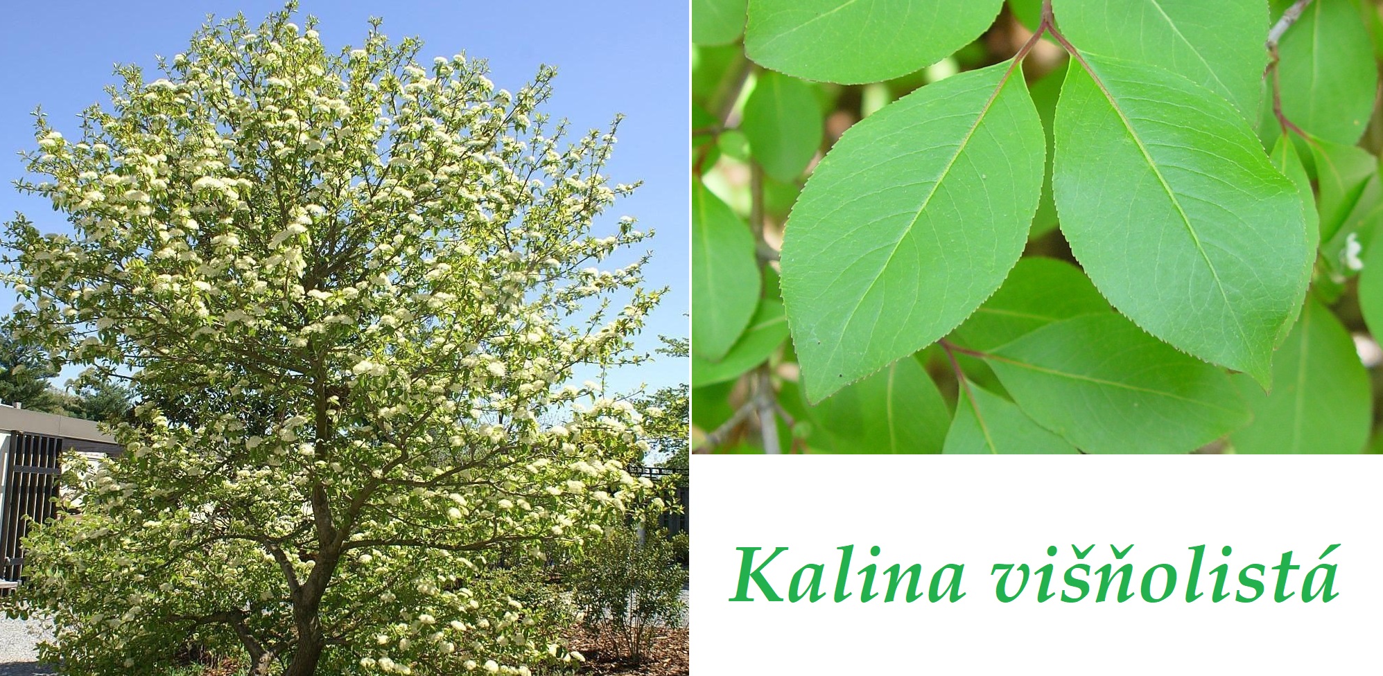Kalina višňolistá - účinky na zdraví, co léčí, použití, užívání, využití, dávkování, co sbíráme, pěstování 