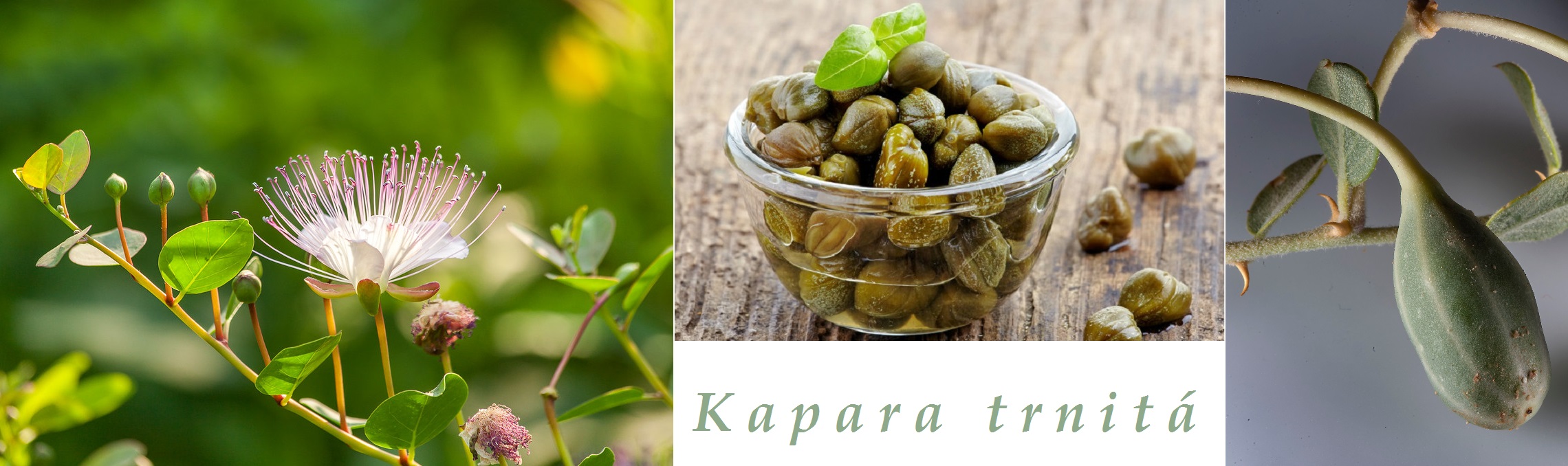 Kapara trnitá - účinky na zdraví, co léčí, použití, užívání, využití, co sbíráme