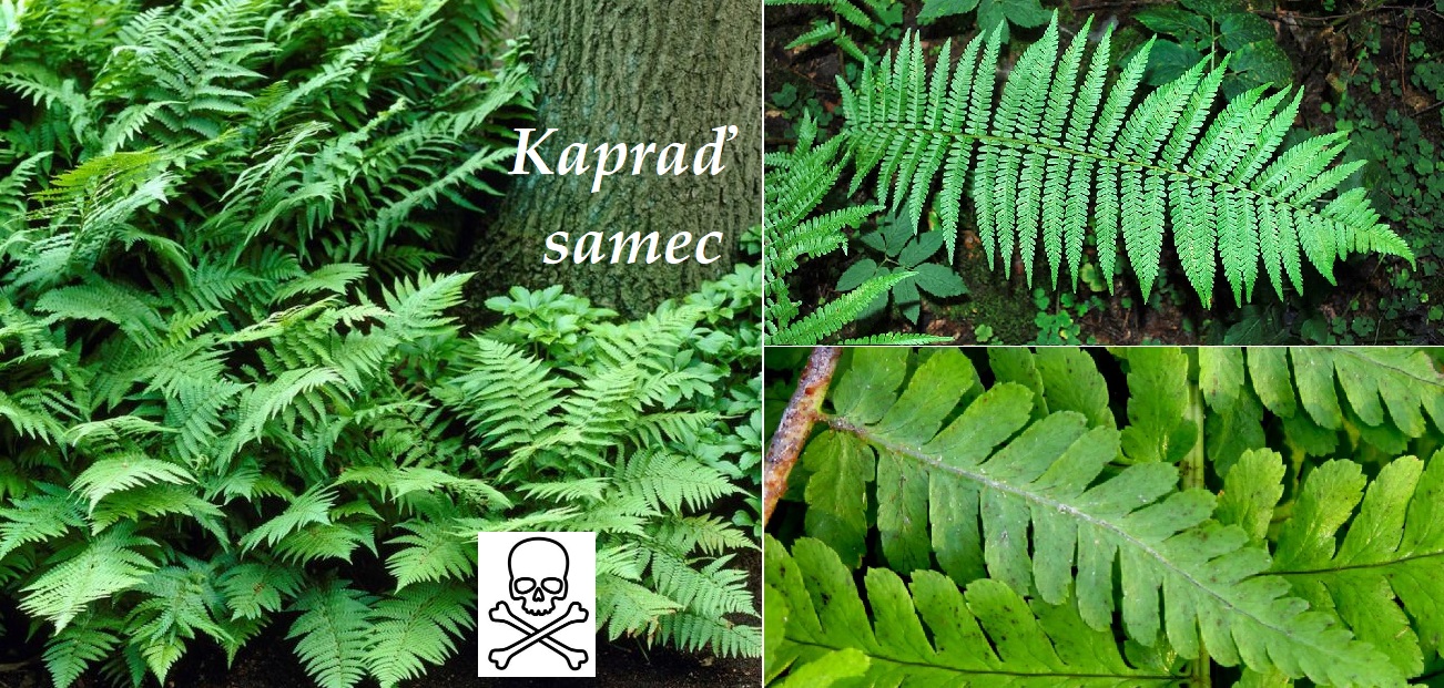 Kapraď samec - účinky na zdraví, co léčí, použití, užívání, využití, dávkování, co sbíráme, pěstování