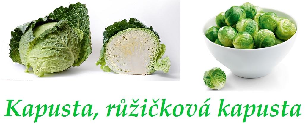 Kapusta a růžičková kapusta - účinky na zdraví, co léčí, použití, užívání, využití, pěstování, škůdci a nemoci kapusty