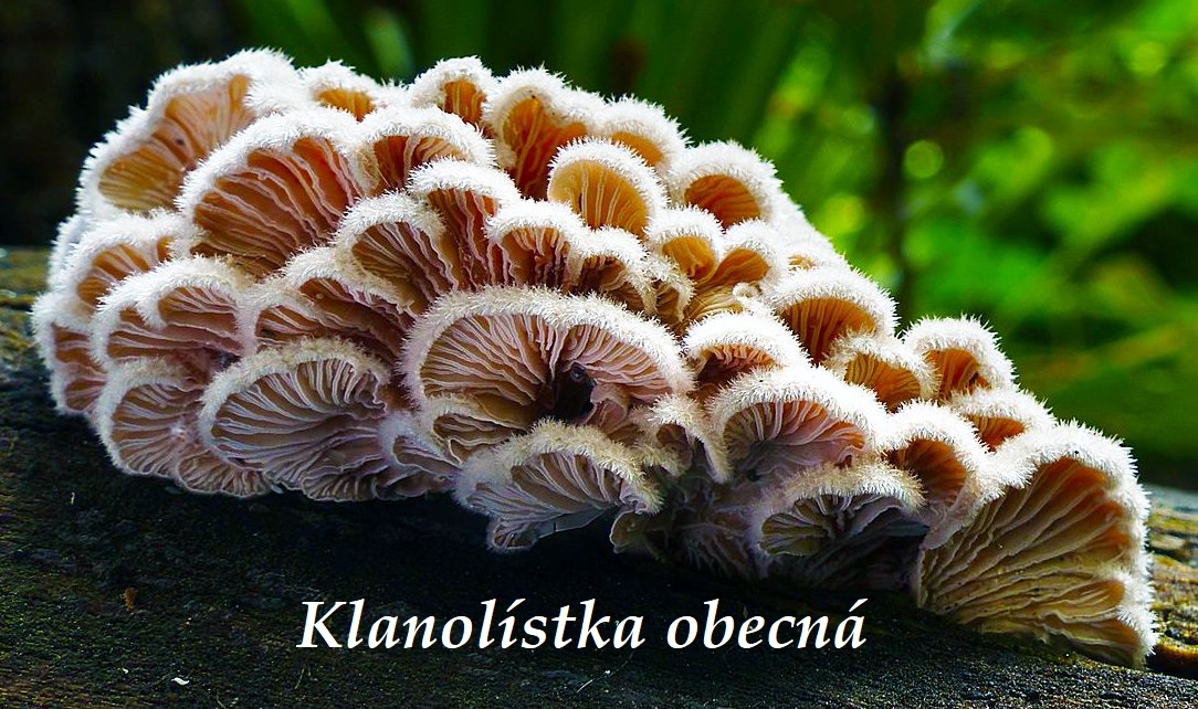 Klanolístka obecná - účinky na zdraví, co léčí, použití, užívání, využití