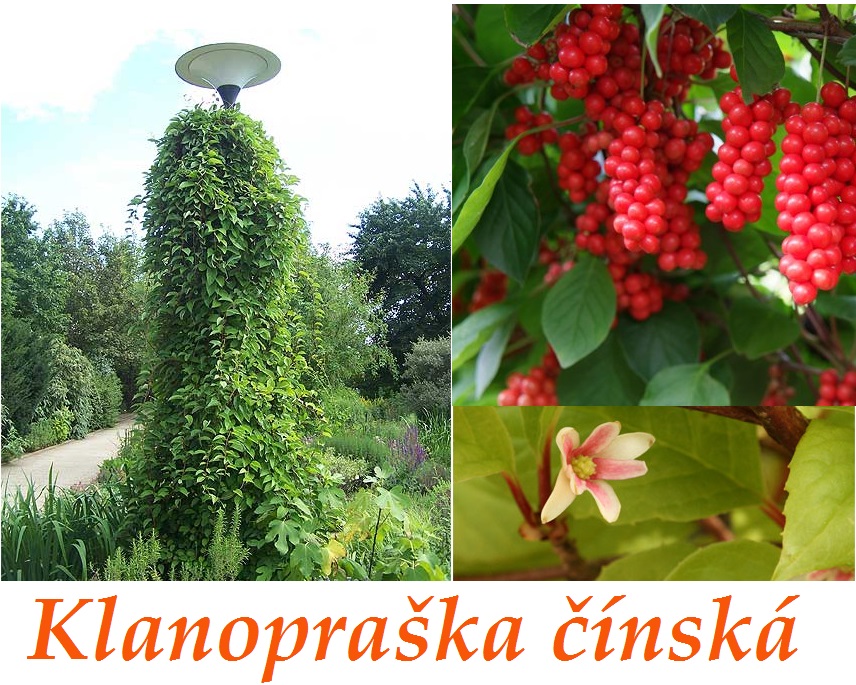 Klanopraška (mangolka) -  účinky na zdraví, co léčí, použití, užívání, využití
