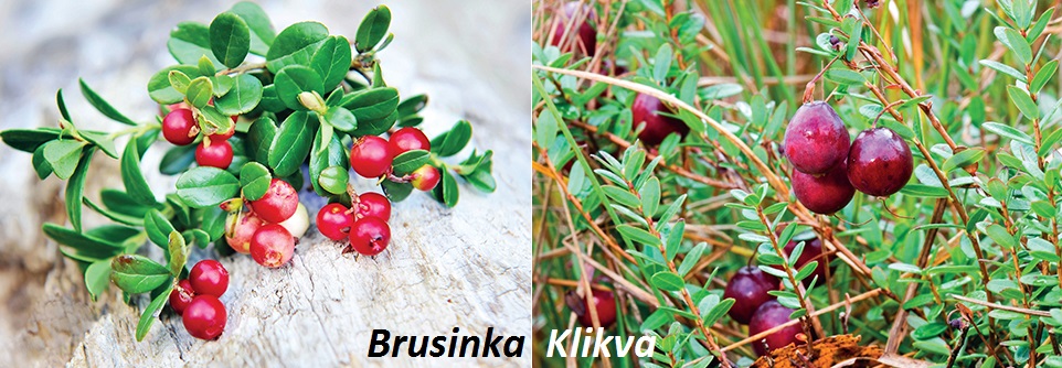 Klikva - účinky, co léčí, použití, užívání, využití pro zdraví, pěstování, přezimování