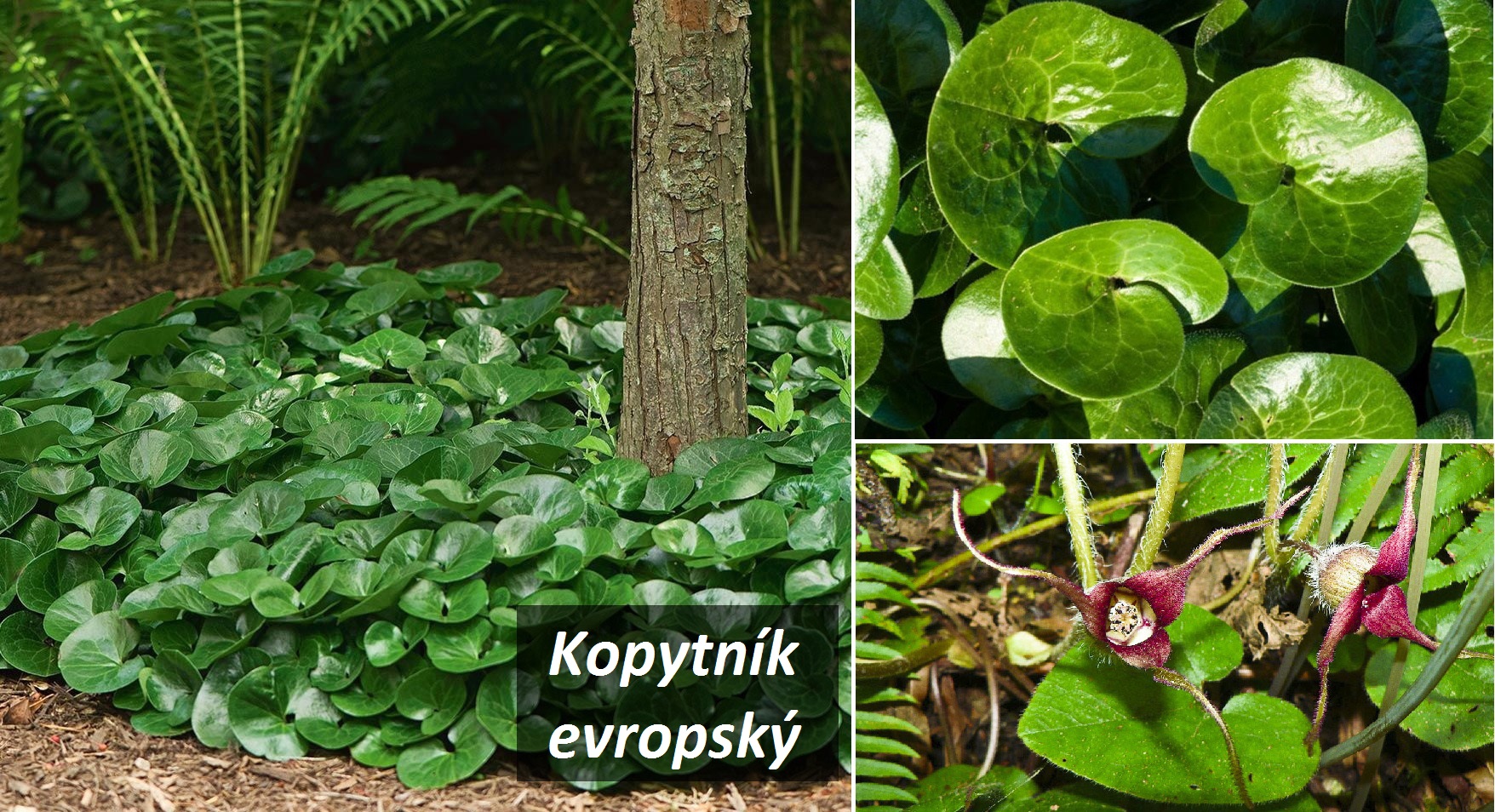 Kopytník evropský - účinky na zdraví, co léčí, použití, užívání, využití