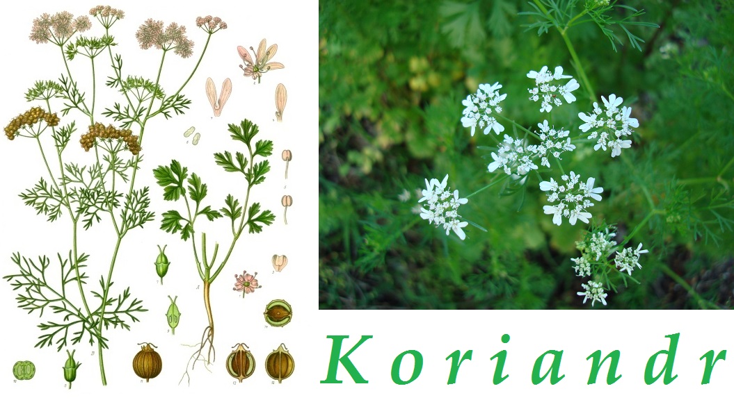 Koriandr, koryandr - účinky na zdraví, co léčí, použití, užívání, využití