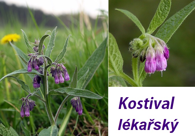 Kostival, černý kořen - účinky na zdraví, co léčí, použití, užívání, využití