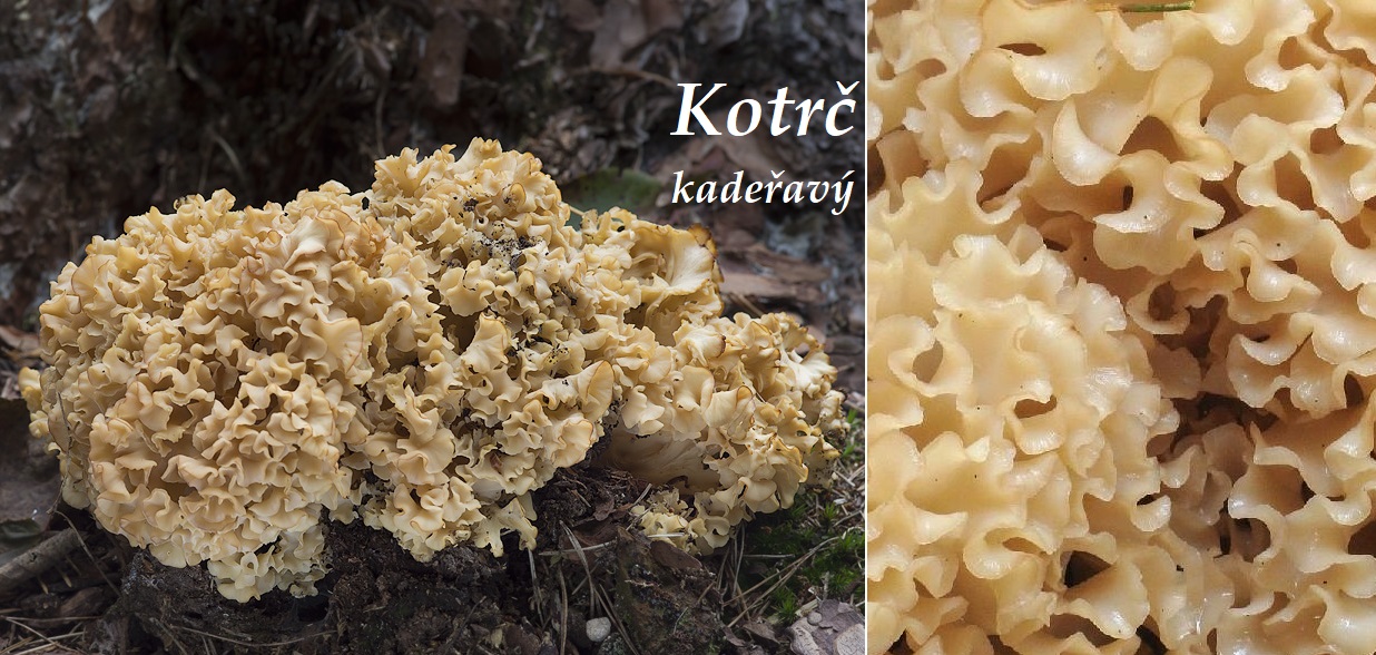 Kotrč - účinky na zdraví, co léčí, použití, užívání, využití, zpracování, recepty na vaření