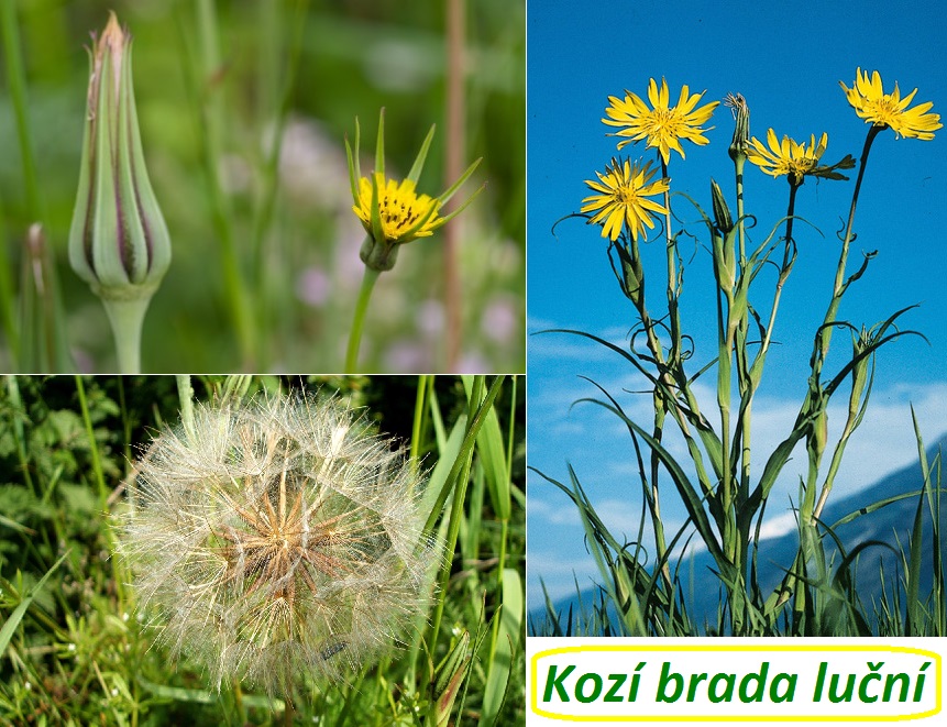 Kozí brada luční - účinky na zdraví, co léčí, použití, užívání, využití, pěstování