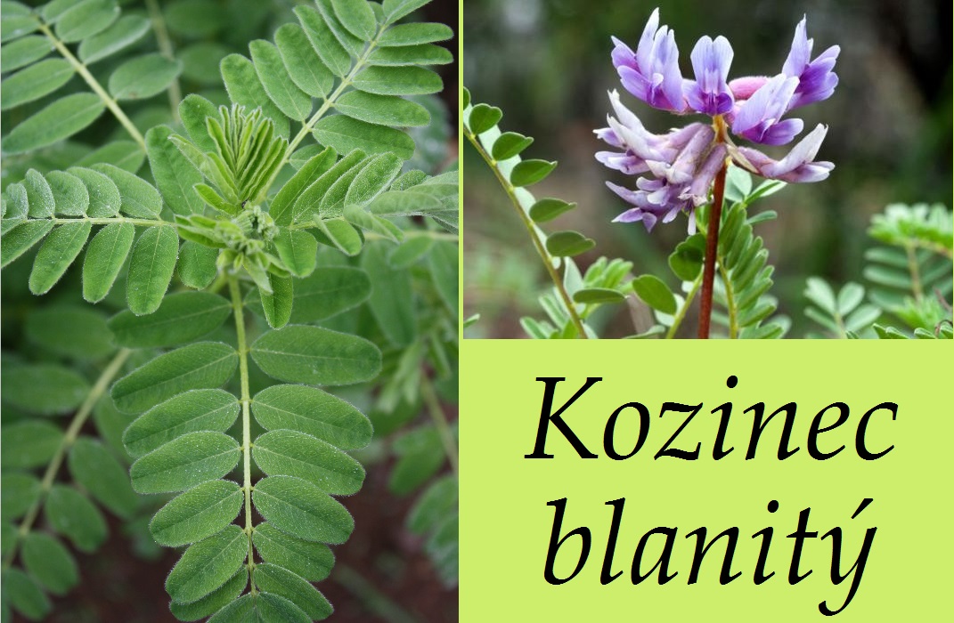Kozinec blanitý - účinky na zdraví, použití, užívání, využití, co léčí
