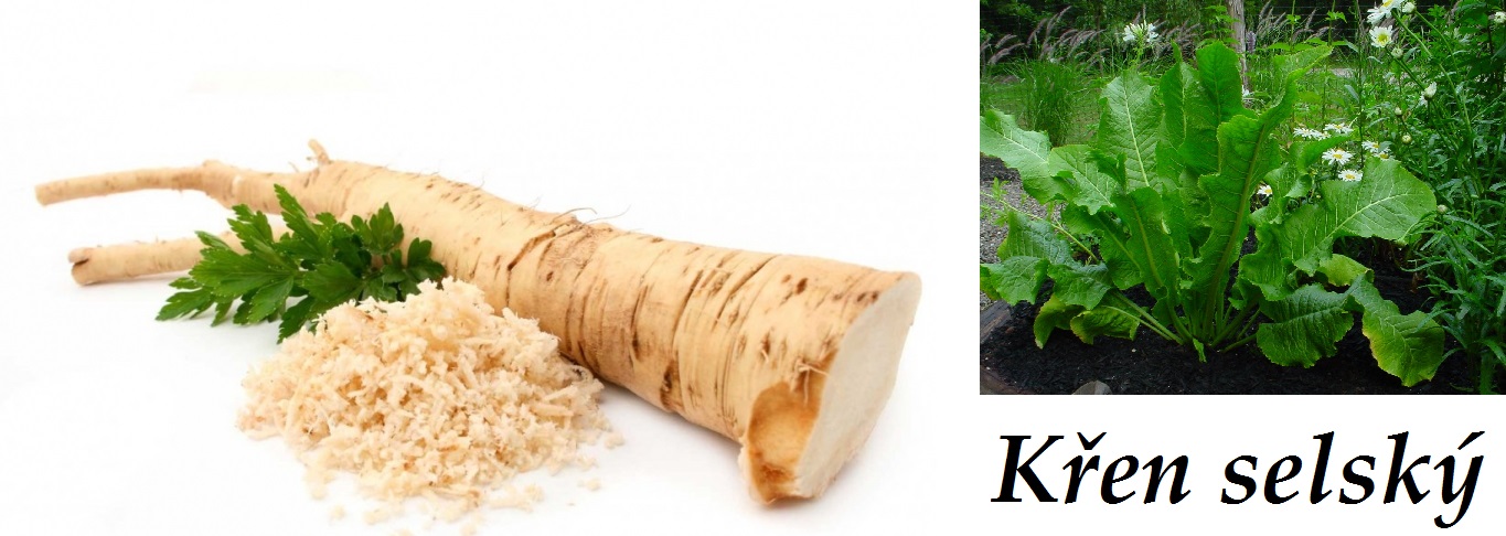 Křen - účinky na zdraví, co léčí, použití, užívání, využití