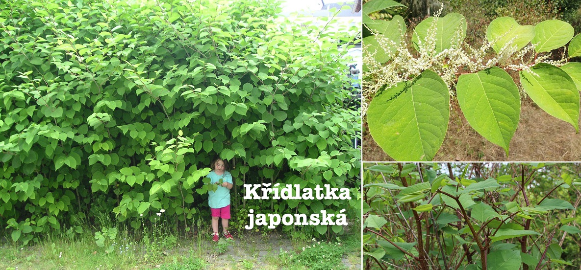 Křídlatka japonská - účinky na zdraví, použití, využití, užívání, pěstování, recepty