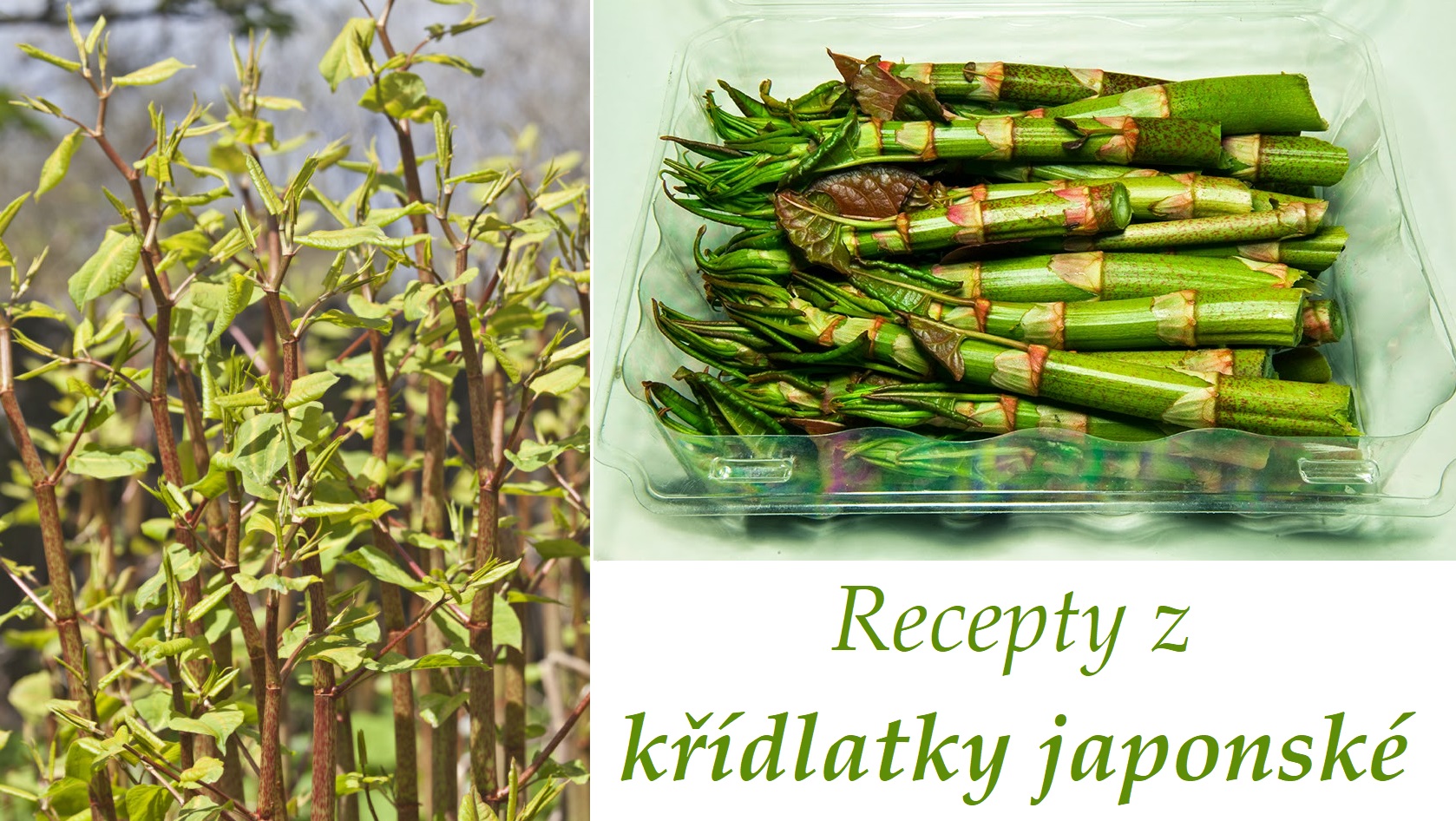 Recepty z mladých výhonků křídlatky japonské, české a sachalinské