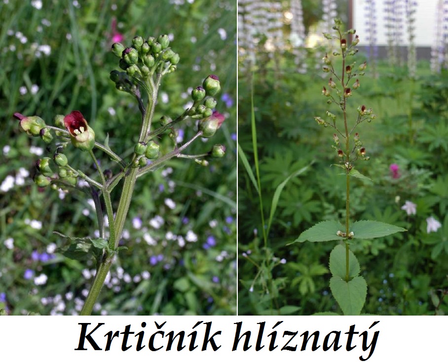 Krtičník - účinky na zdraví, co léčí, použití, užívání, využití