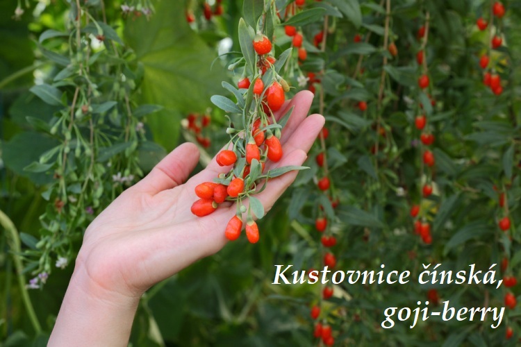 Kustovnice čínská, Goji Berry - účinky na zdraví, co léčí, použití, užívání, využití, pěstování