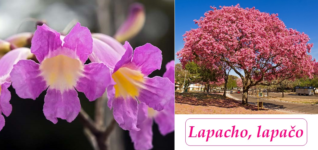 Lapacho, červené lapačo - účinky na zdraví, co léčí, použití, užívání, využití