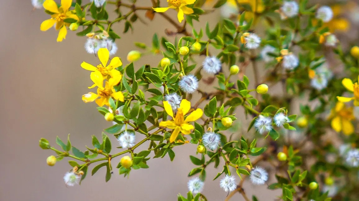 larea trojzuba ucinky na zdravi co leci pouziti uzivani vyuziti davkovani co sbirame pestovani 