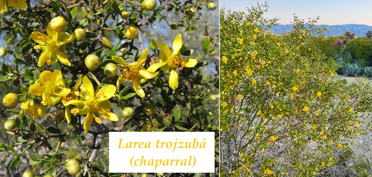 Larea trojzubá - účinky na zdraví, co léčí, použití, užívání, využití, dávkování, co sbíráme, pěstování