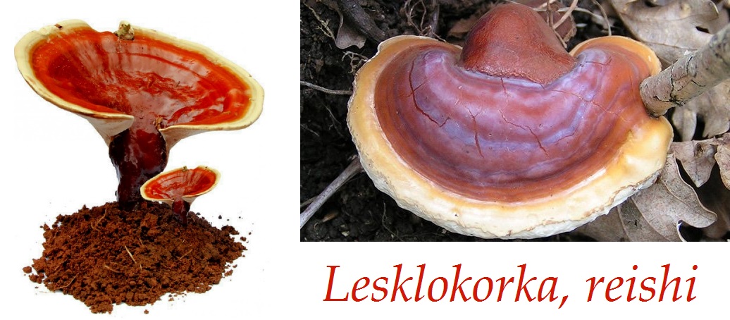 Lesklokorka lesklá, reishi - účinky na zdraví, co léčí, použití, užívání, využití, dávkování, pěstování