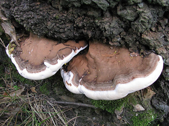 Lesklokorka ploská účinky na zdraví co léčí použití užívání využití pěstování