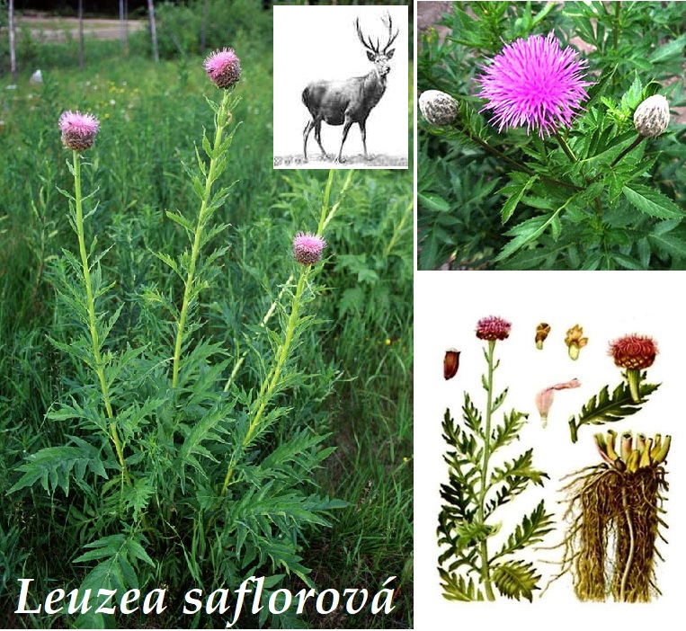 Leuzea saflorová, maralí kořen - účinky na zdraví, co léčí, použití, užívání, využití