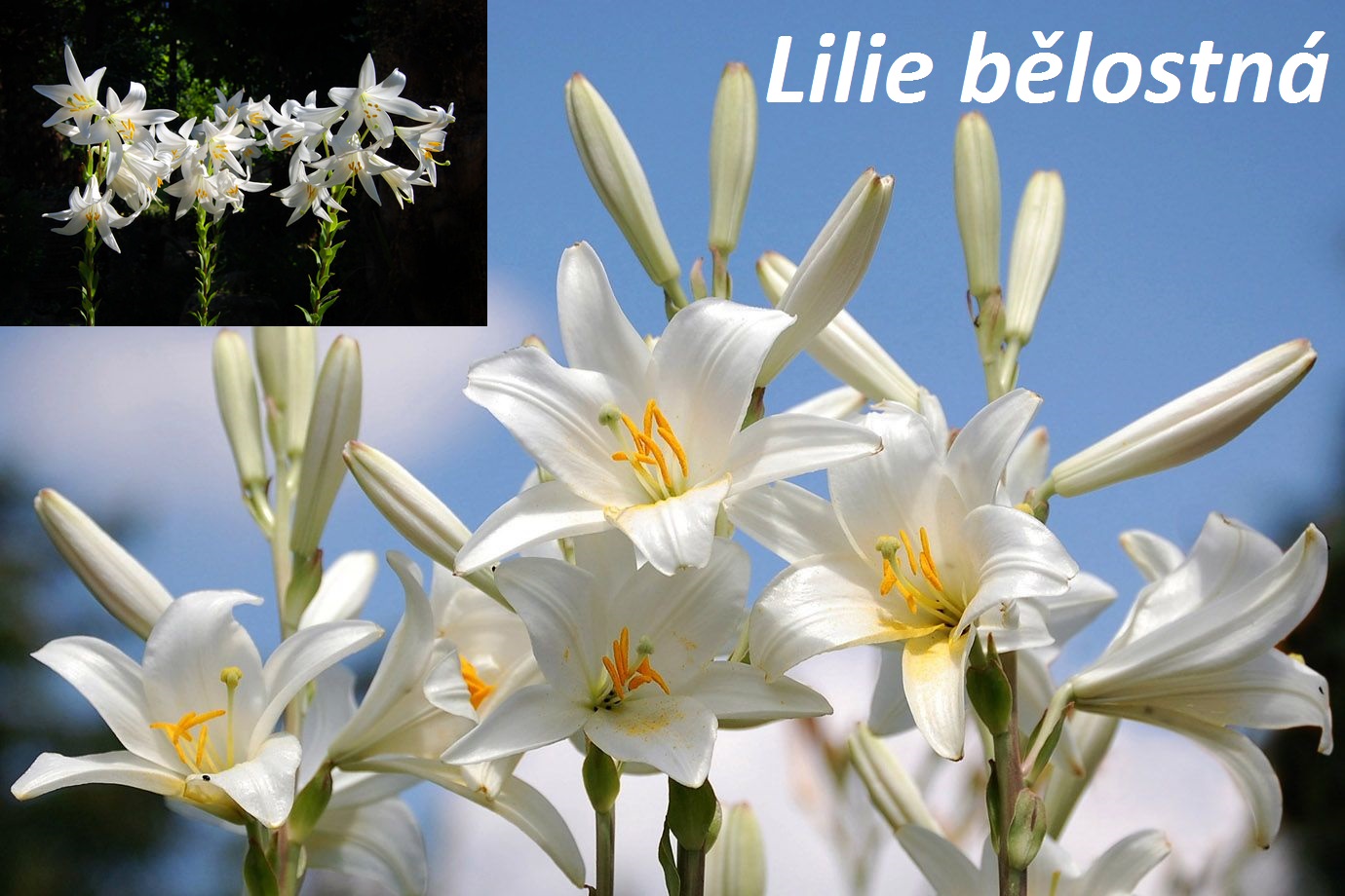 Lilie - účinky na zdraví, co léčí, použití, užívání, využití, pěstování, přezimování, škůdci