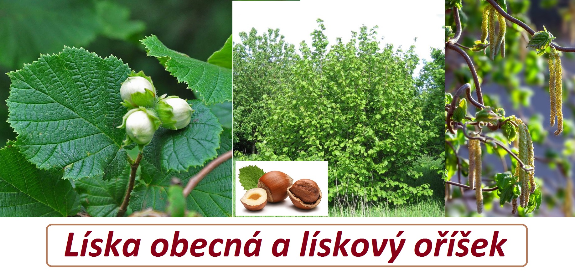 Líska, lískové jehnědy a ořechy - účinky na zdraví, co léčí, použití, užívání, využití, pěstování, zpracování