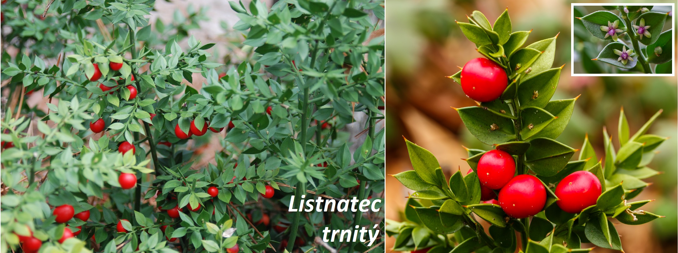 Listnatec bodlinatý (trnitý, pichlavý, ostnitý) - účinky na zdraví, co léčí, použití, užívání, využití, pěstování