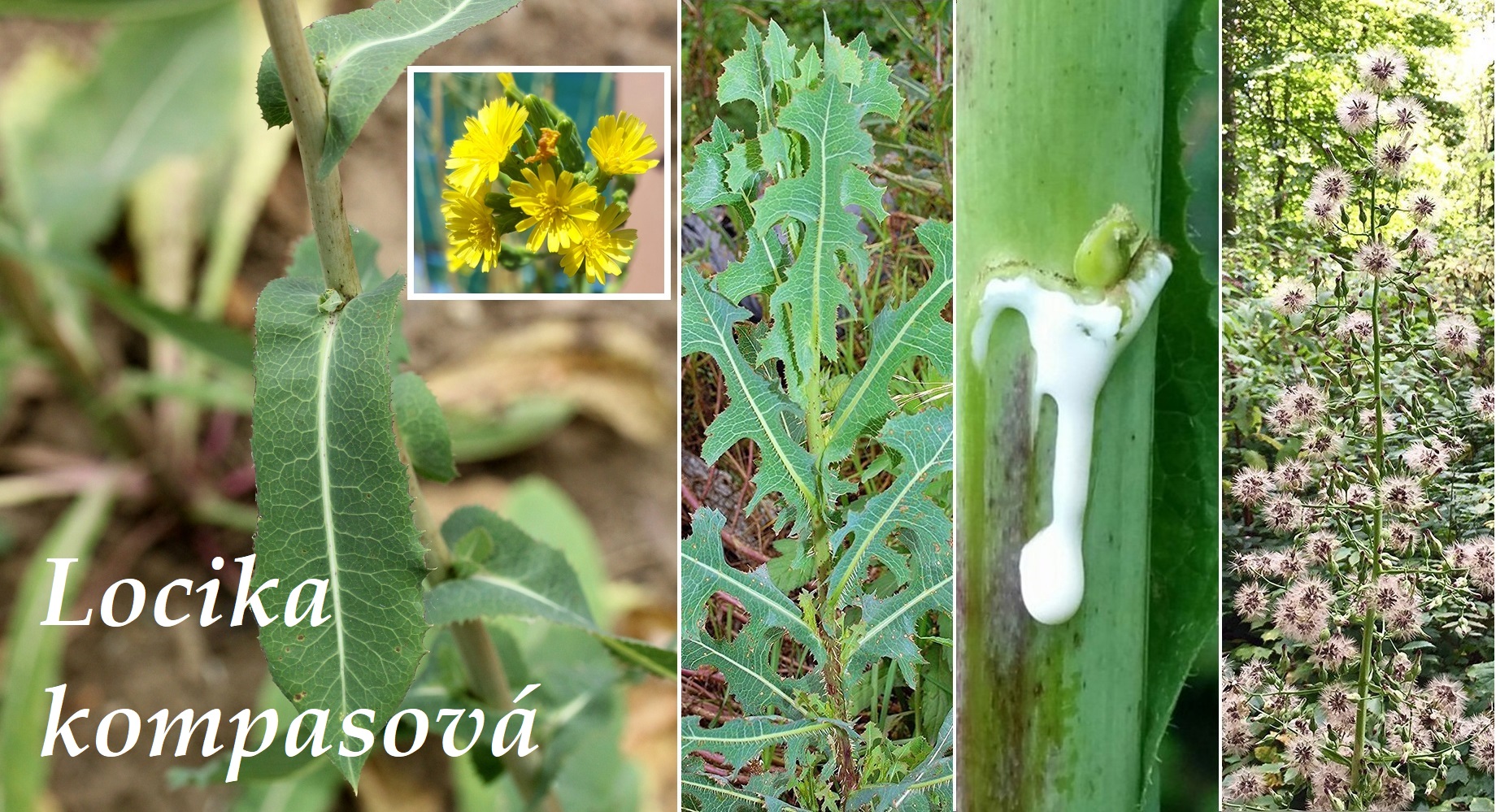 Locika kompasová - účinky na zdraví, co léčí, použití, užívání, využití, pěstování