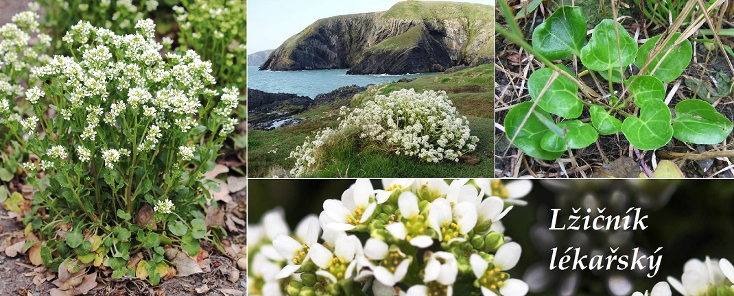 Lžičník - účinky na zdraví, co léčí, použití, užívání, využití, pěstování