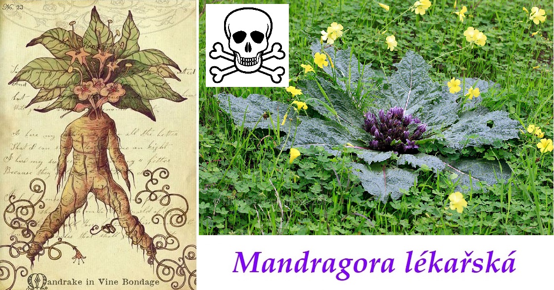 Mandragora - účinky na zdraví, použití, využití, užívání, pěstování