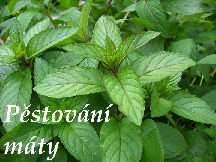 Máta - domácí pěstování, kuchařské recepty s mátou