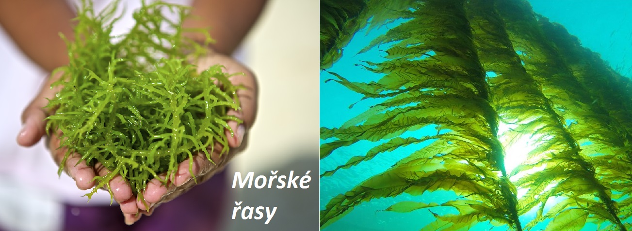 Mořské řasy hiziki, ararne, kelp a dulse - účinky na zdraví, užívání, použití, využití