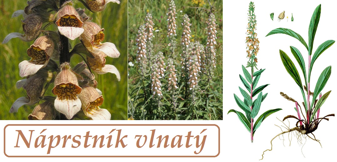 Náprstník vlnatý - účinky na zdraví, co léčí, použití, užívání, využití, dávkování, co sbíráme