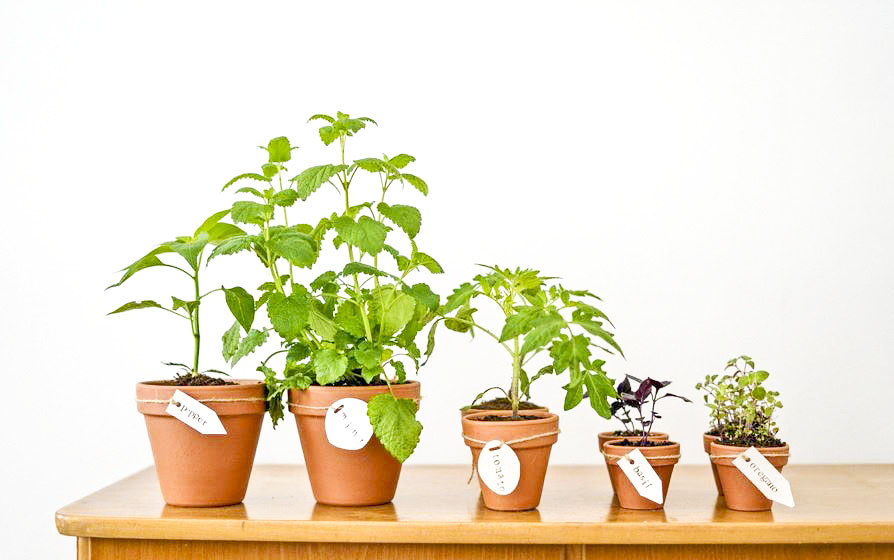 Nemáte zahradu? Bylinky můžete pěstovat i na balkoně!