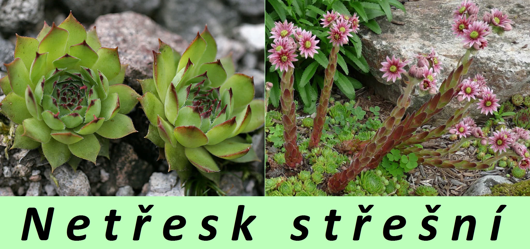Netřesk střešní, skalní růže - účinky na zdraví, co léčí, použití, užívání, využití, pěstování