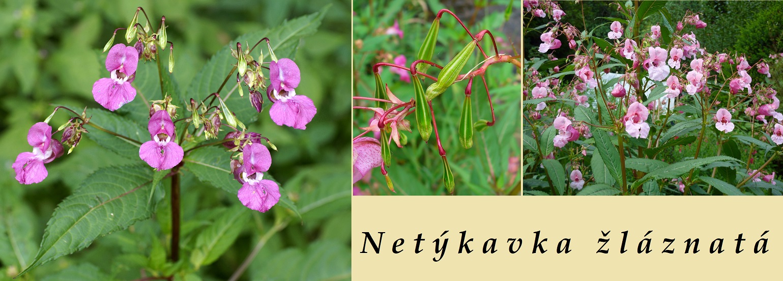 Netýkavka žláznatá - účinky, co léčí, použití, užívání, využití pro zdraví