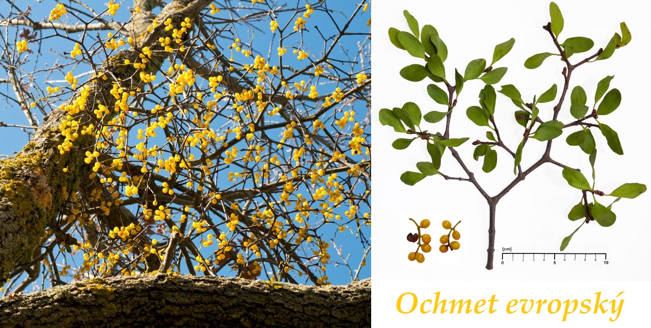 Ochmet evropský - účinky na zdraví, co léčí, použití, užívání, využití