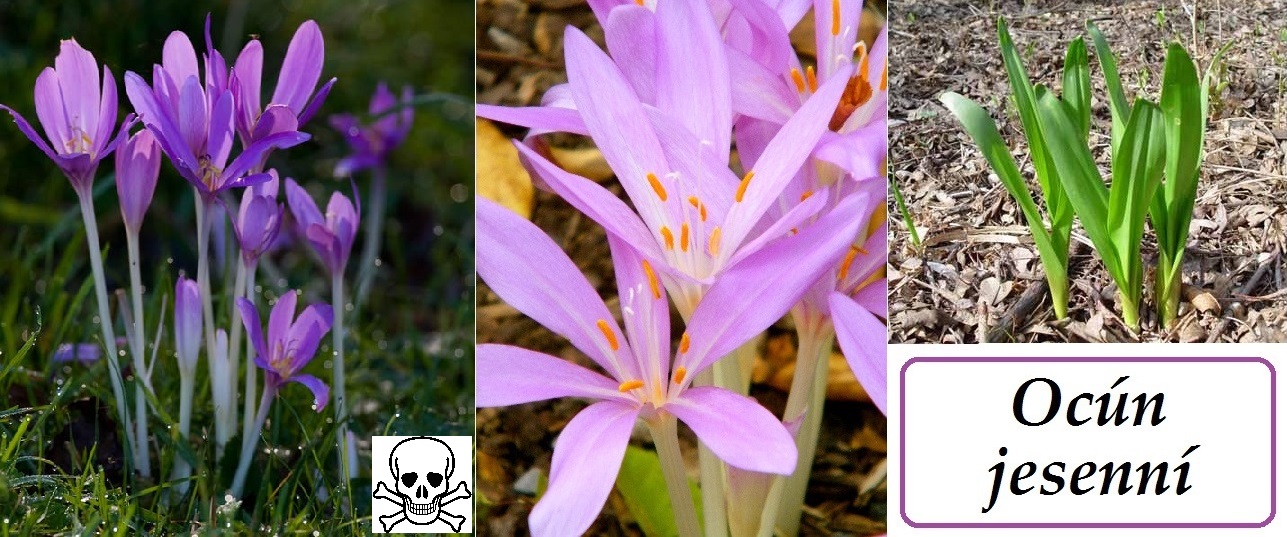 Ocún jesenní - účinky na lidský organismus, příznaky otravy